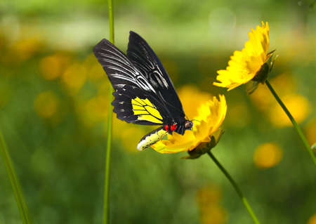 46598737-hermosa-mariposa-en-flores-silvestres-en-el-fondo-la-naturaleza-1--9588